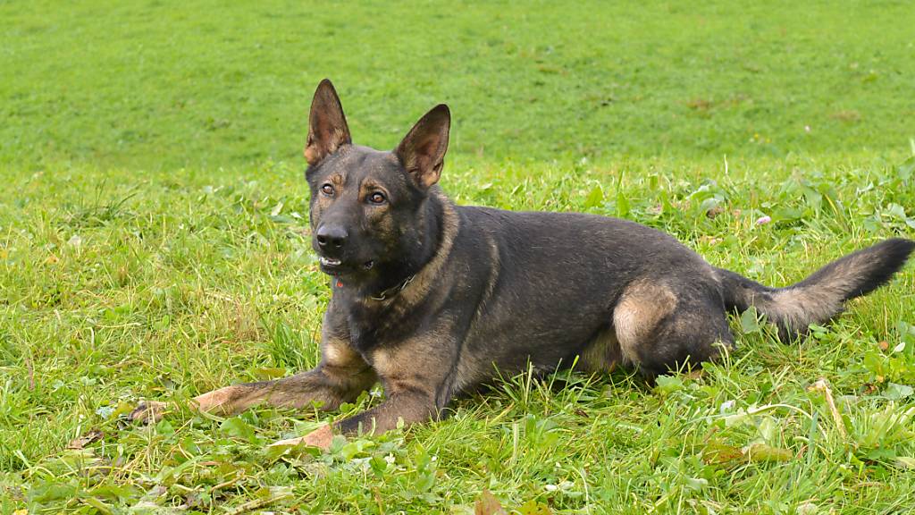 Polizeidiensthund Rusty konnte drei mutmassliche Einbrecher schnappen.