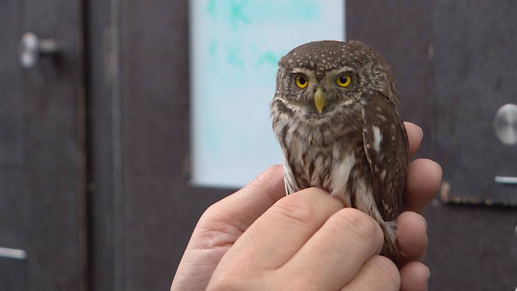 Seltener Patient: Sperlingskauz wird in Greifvogelstation aufgepäppelt