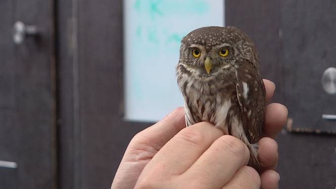 Seltener Patient: Sperlingskauz wird in Greifvogelstation aufgepäppelt
