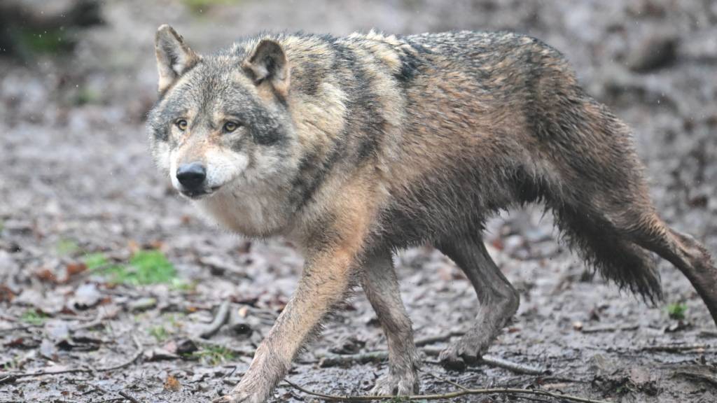 Im Tessin soll ein einzelner Wolf mindestens neun Ziegen gerissen haben. Nun darf er erlegt werden. (Symbolbild)