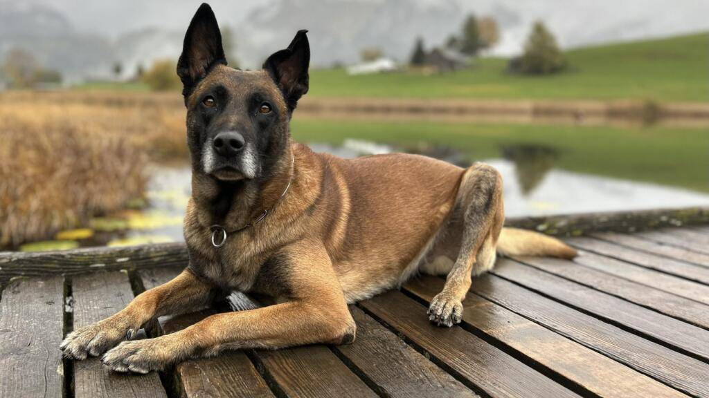 Die Kantonspolizei Zürich konnte mit Hilfe des Polizeihundes «Lee vom blauen Mistral» einen Einbrecher fassen. (Symbolbild)
