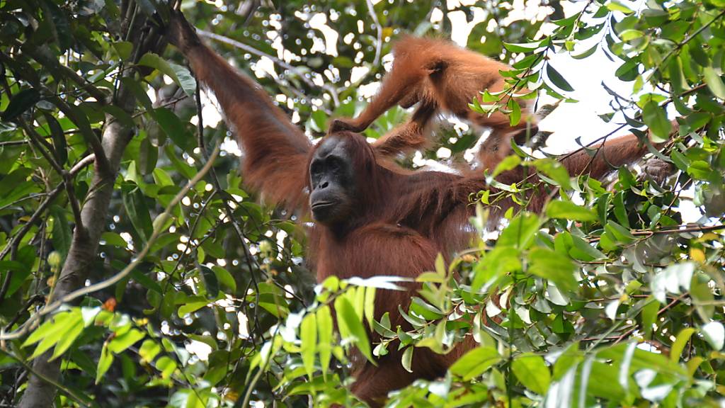 Eine Aufnahme von Orang-Utans im Norden der Insel Sumatra: In der freien Wildbahn leben Orang-Utans vor allem auf Bäumen - ein Lebensraum, der sich nur schlecht für Purzelbäume eignet.