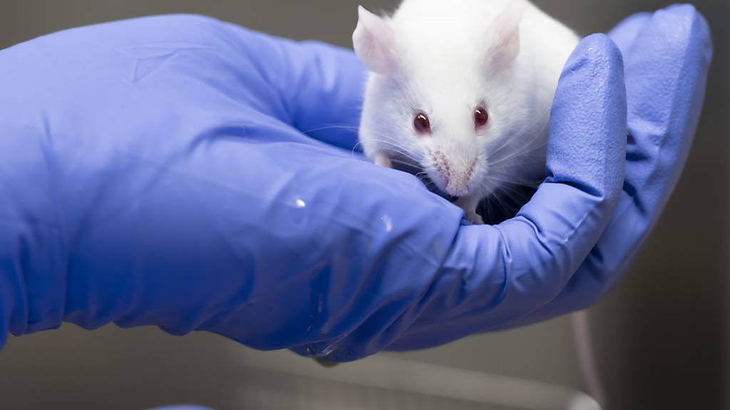 Laut einer neuen Studie reagieren einsame Mäuseweibchen nicht auf Balzgesänge. (Symbolbild)