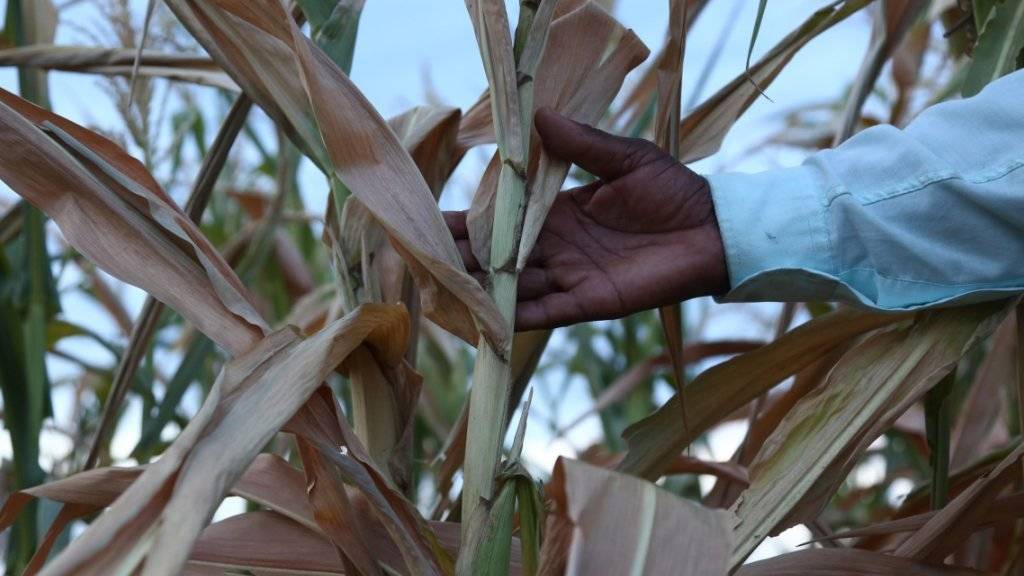 Forscher prognostizieren hunderttausende zusätzliche Todesfälle als Folge klimabedingter Ernteausfälle - Simbabwe etwa erwartet dieses Jahr eine schlimme Dürre.