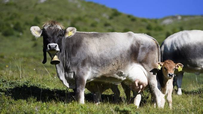 Richtiges Verhalten bei Mutterkühen