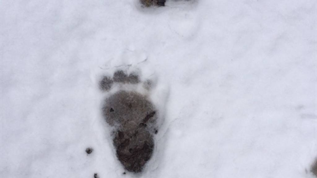 Spuren eines eingewanderten Braunbären 2016 in Zernez GR. (Archivbild)