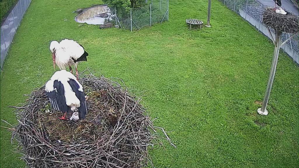 Küken sind gefährdet: Uznacher Störche kämpfen mit Wetterkapriolen