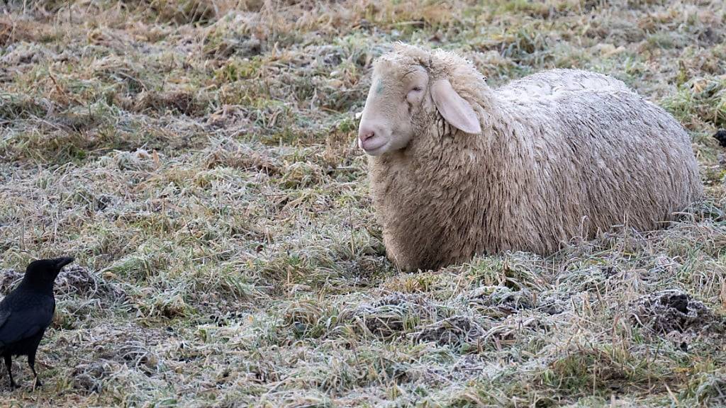 In Bennau SZ wurden zwei Schafe gestohlen und wenig abseits der Weide geschlachtet. (Symbolbild)
