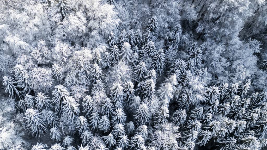 Durch die Klimaerwärmung beginnt das Stammwachstum nach dem Winter heute um mehrere Tage früher als noch vor zehn Jahren. Trotz des früheren Saisonstarts verzeichnen die häufigsten Schweizer Baumarten einen abnehmenden Wachstumstrend. (Archivbild)
