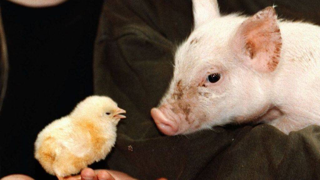 Der Nutztierbestand in der Schweiz hat sich letztes Jahr nicht gross verändert: Es gibt etwas weniger Schweine, dafür mehr Hühner. (Symbolbild)