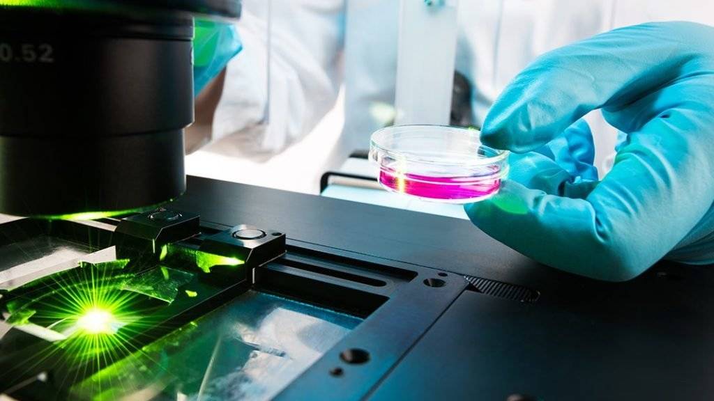 Die DNA-Reparaturmechanismen in Zellen wurden per Fluoreszenz-Mikroskopie untersucht.