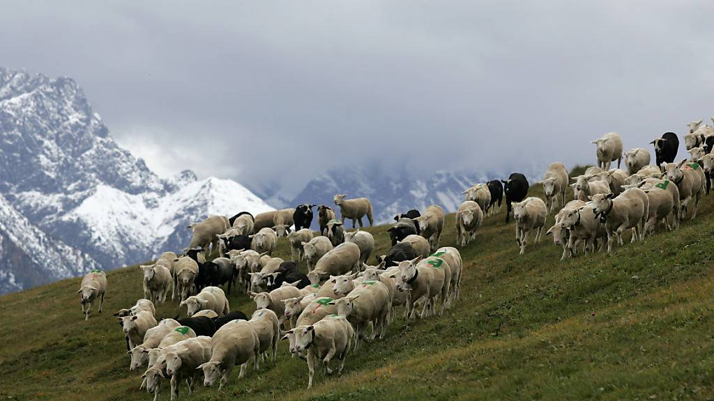 Schafe auf einer Bergweide: der Kanton Bern will bei der Vergütung von Wildtierrissen an der bestehenden Praxis festhalten. (Archivbild)