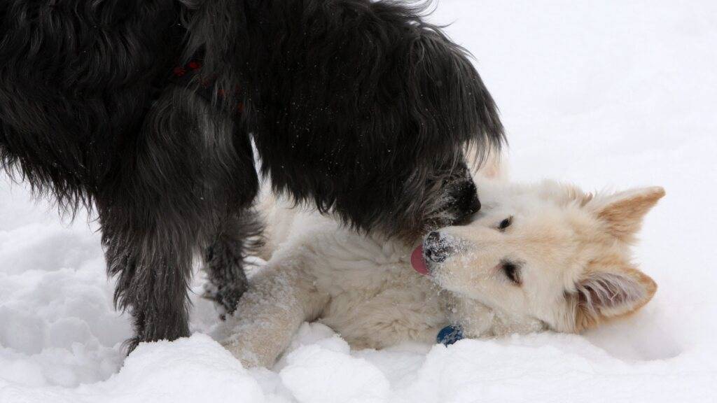 Leben zwei Hunde gemeinsam in einem Haushalt, reagieren sie mit trauerähnlichem Verhalten, wenn einer von beiden stirbt: zwei Hunde spielen miteinander. (Themenbild)