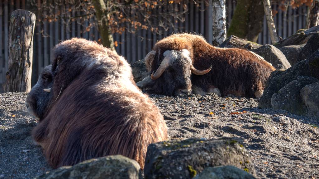 Moschusochsen-Weibchen «Maike» ist gestorben