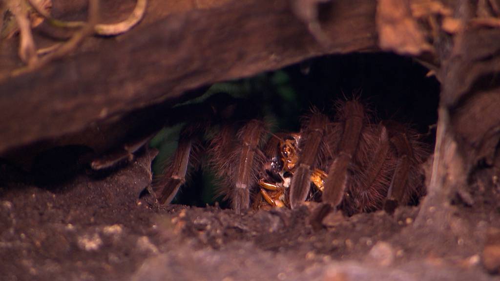 Spinnenfreund: «Habe über 600 Vogelspinnen im Keller»