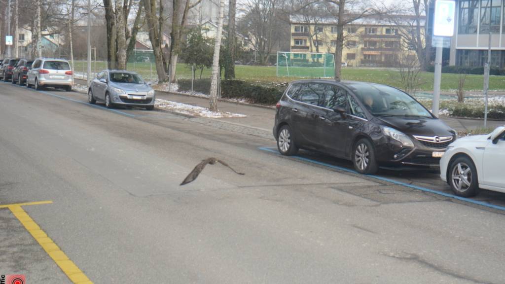 Schneller als die Polizei erlaubt: In Zürich wurde ein Greifvogel von einer Verkehrskamera geblitzt.