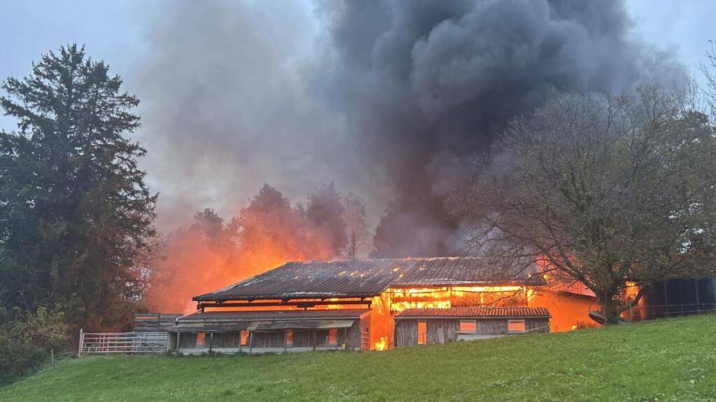 Stall in Wädenswil brennt nieder