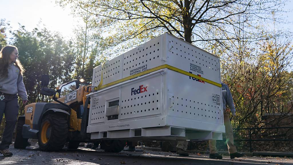 Der Große Panda Xiao Qi Ji wird im Smithsonian's National Zoo in einer Kiste zum Washington Dulles International Airport abtransportiert. Die US-Hauptstadt Washington sagt Lebewohl zu ihren drei liebgewonnenen Pandas. Foto: Stephanie Scarbrough/AP