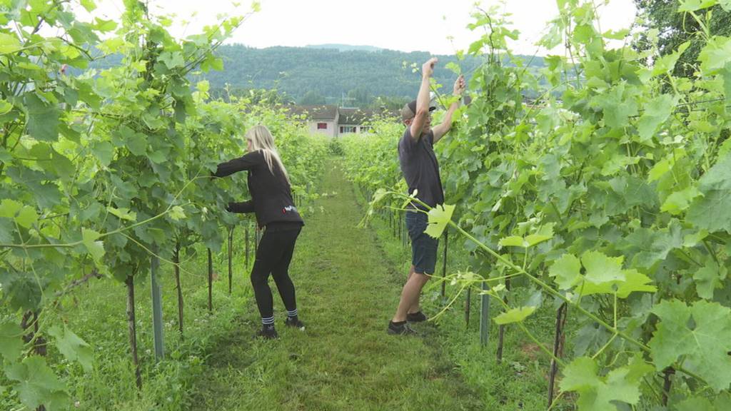 Kanton Luzern: Besuch auf dem historischen Weingut Klosterhof