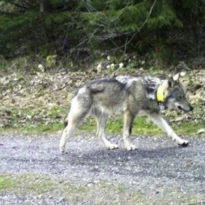 Bündner Wolf wird nach Mega-Wanderung in Ungarn geschossen 