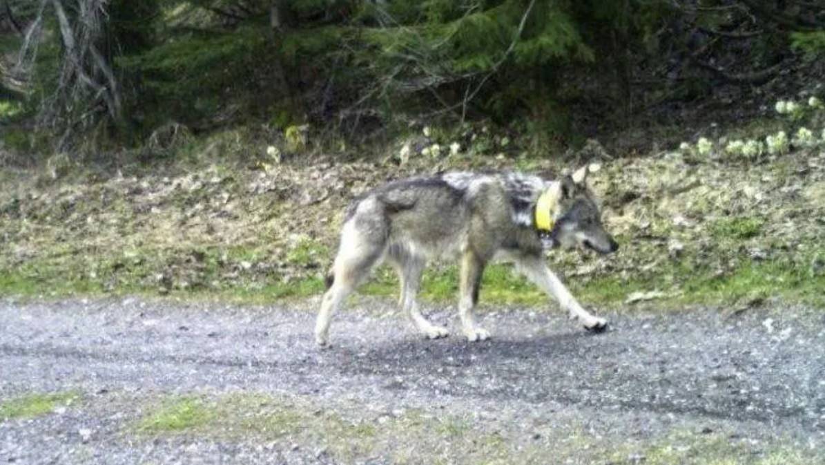 Der Jungwolf M237, der von der Schweiz nach Ungarn wanderte, ist mit grösster Wahrhscheinlichkeit tot.