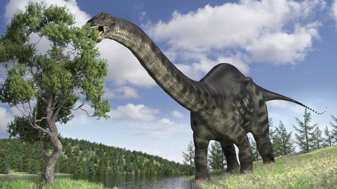 Brontosaurus-Spuren in Oberbuchsiten entdeckt