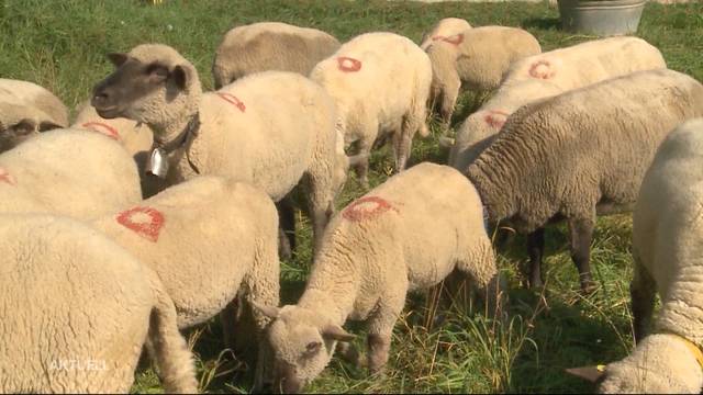 Asylheimbewohner klauen und schlachten Schaf