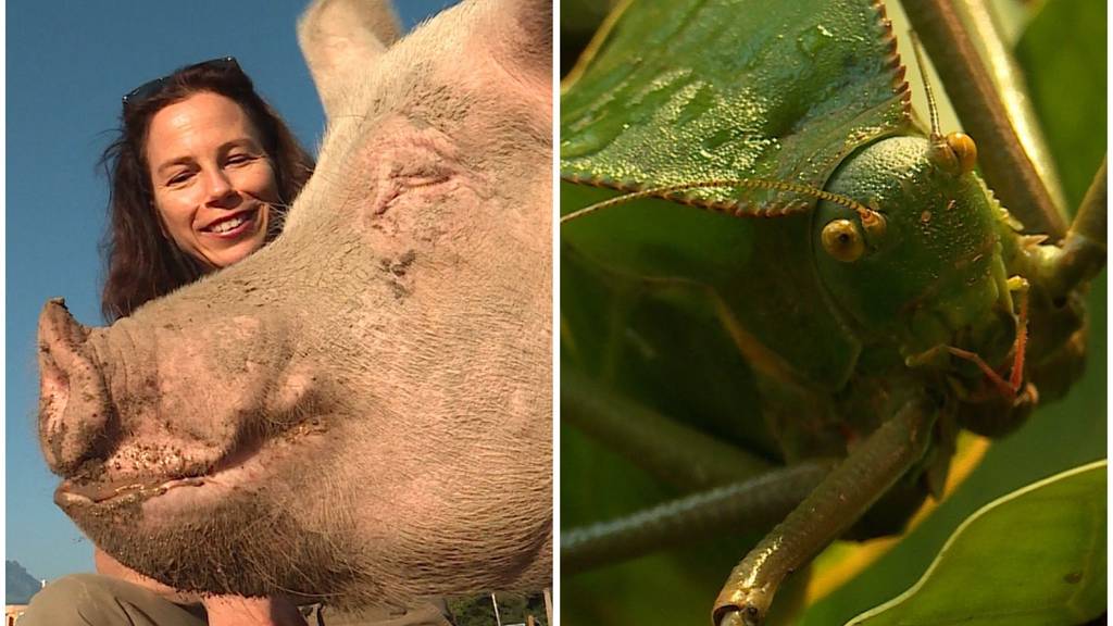 Schweine im Alltag / Unscheinbare Zootiere Teil 3