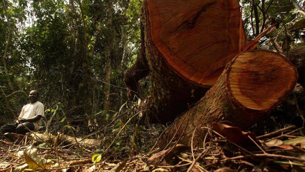 Gefällte Bäume in Nigeria, wo seit 1990 rund 60 Prozent des Waldes zerstört wurden. (Archivbild)
