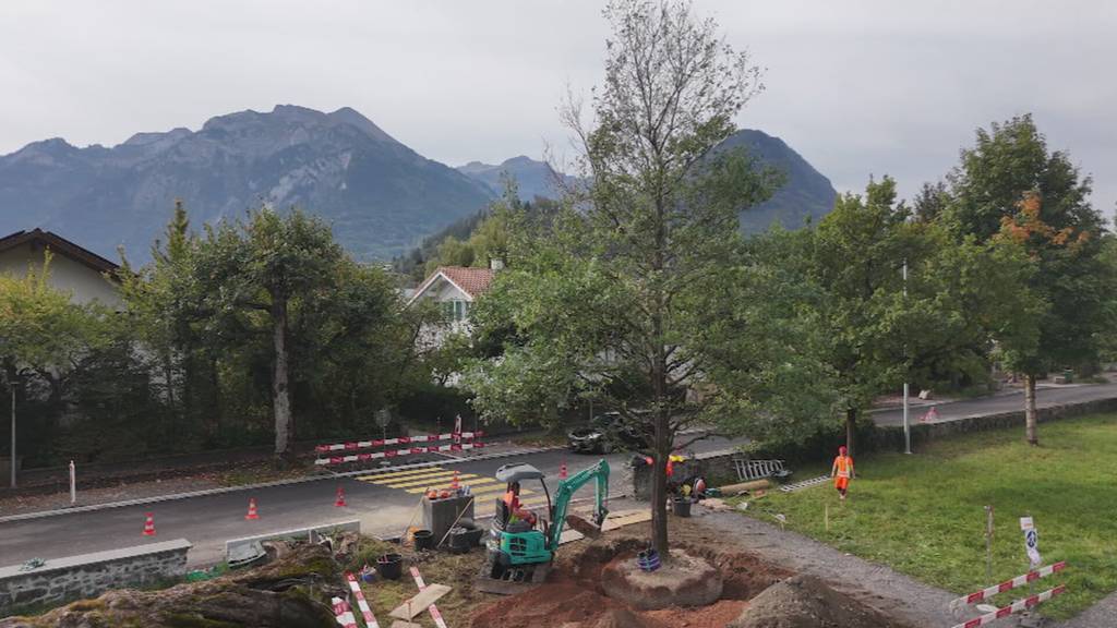 7-Tonnen-Eiche bekommt heute ihr neues Zuhause