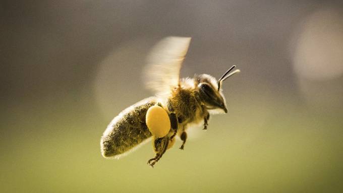 Blume reagiert auf Bienen mit süsserem Nektar