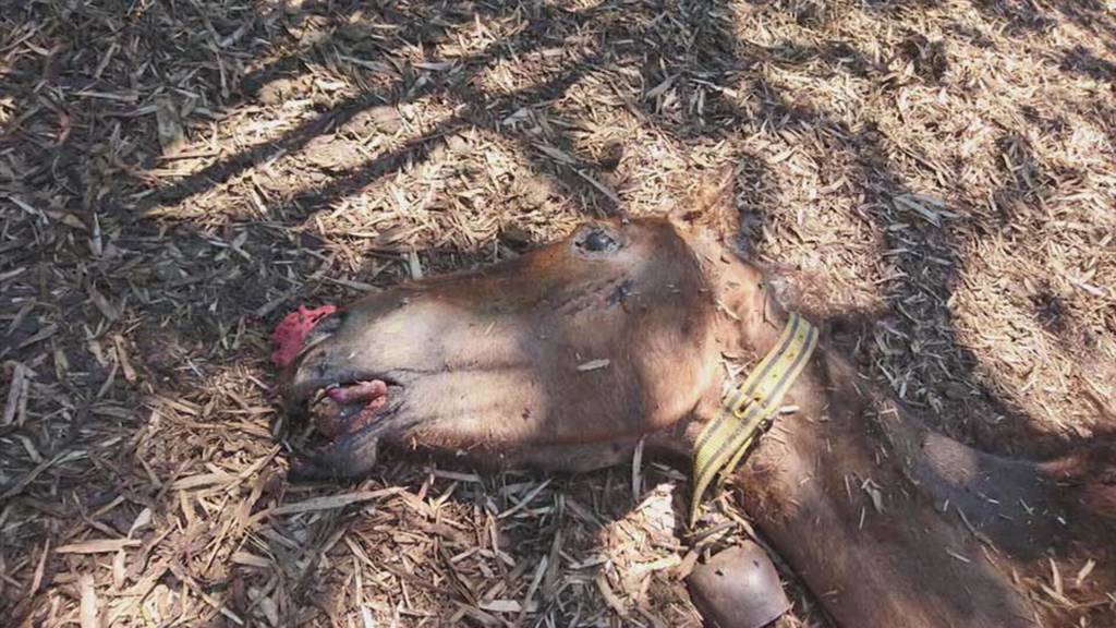 Bundesrat prüft den Einsatz von Tieranwälten