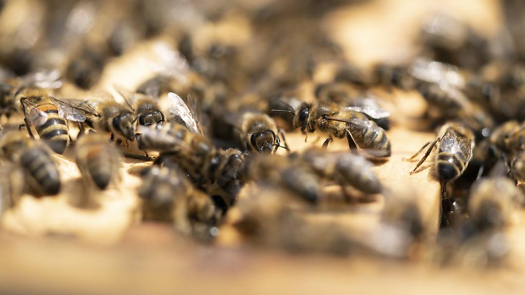 Im Wallis ist ein Bienen-Kompetenzzentrum eröffnet worden