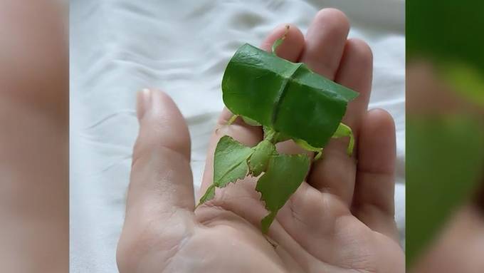«Wandelnde Blätter»: Dieses Insekt sieht aus wie eine Pflanze