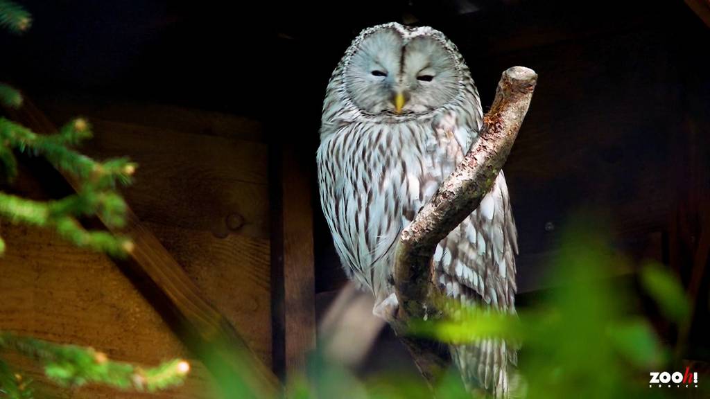 Sechs Habichtkäuze treten Reise von Zürich in den Wienerwald an