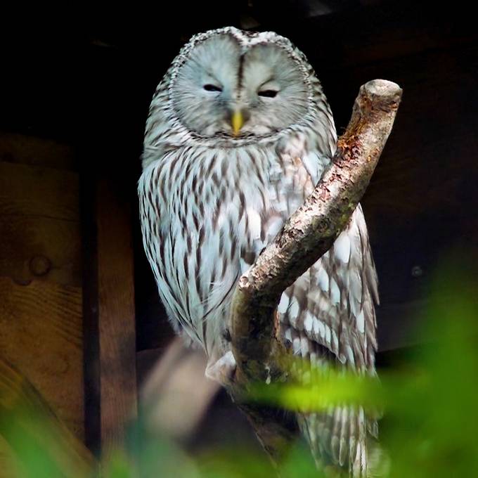 Sechs Habichtkäuze treten Reise von Zürich in den Wienerwald an