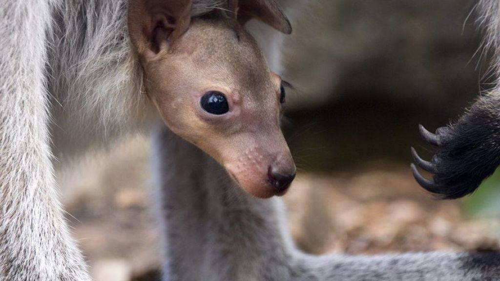 Ein Rothals-Känguru späht aus dem Beutel der Mutter. In Australien ist der Bestand an einheimischen Wildtieren innert 20 Jahren um 40 Prozent zurückgegangen. Ohne Schutzmassnahmen wären es aber sogar 60 Prozent weniger. (Archivbild)