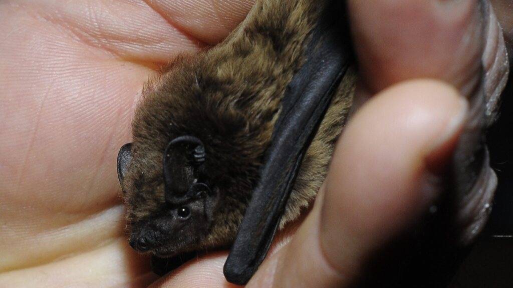 Schweiz listet 2999 Arten mit besonderem Schutzbedarf