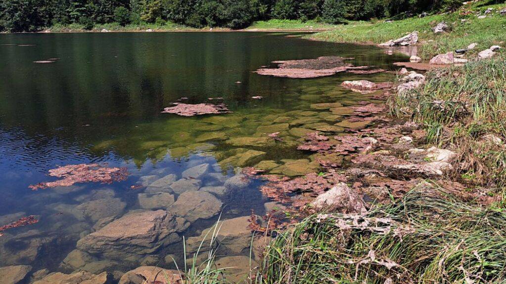 Im Glarner Obersee blühen die Blaualgen. Um mögliche gesundheitliche Risiken zu vermeiden, warnt der Kanton vor Wasserkontakt.