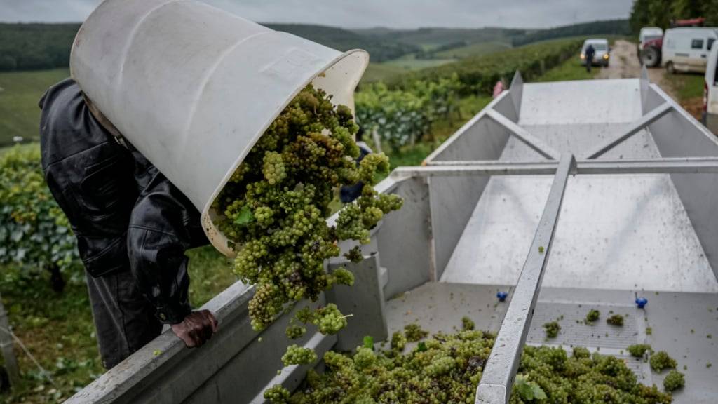 ARCHIV - Ein Traubenpflücker lädt Trauben auf einen Lastwagen. Vor dem Landgericht in Châlons-en-Champagne ist ein Prozess wegen Menschenhandels sowie der Förderung und Inanspruchnahme von Schwarzarbeit nach dem unwürdigen Einsatz Dutzender afrikanischer Erntehelfer bei der Champagner-Ernte 2023 gestartet. Foto: Aurelien Morissard/AP/dpa