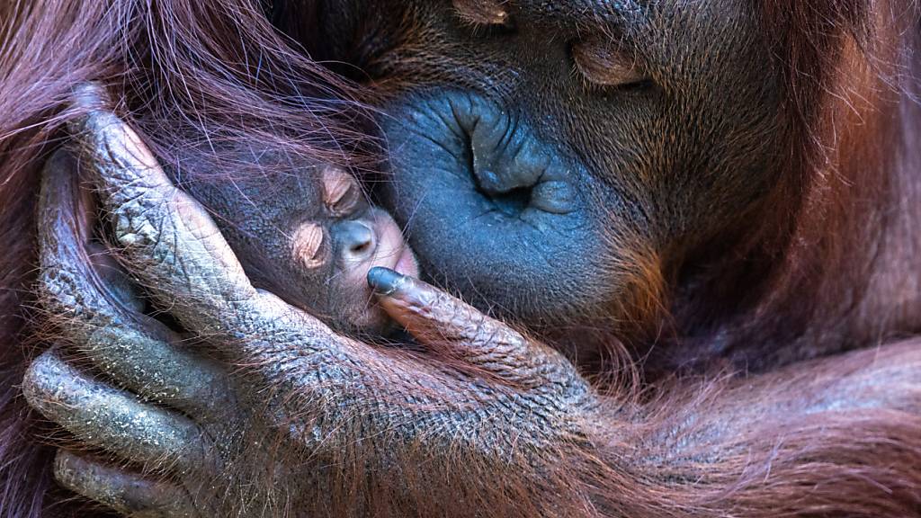 Tierische Supermama: Orang-Utan adoptiert Kind von Freundin