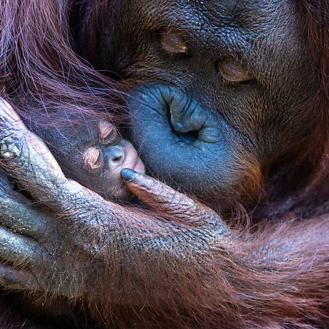 Tierische Supermama: Orang-Utan adoptiert Kind von Freundin