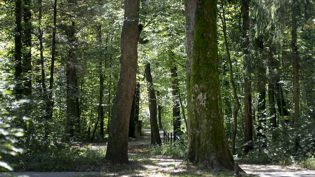 Berner Bevölkerung zieht es häufiger in den Wald