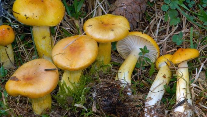 Zürcher Forscher: Wärmeres Klima wirkt sich auf Pilze aus