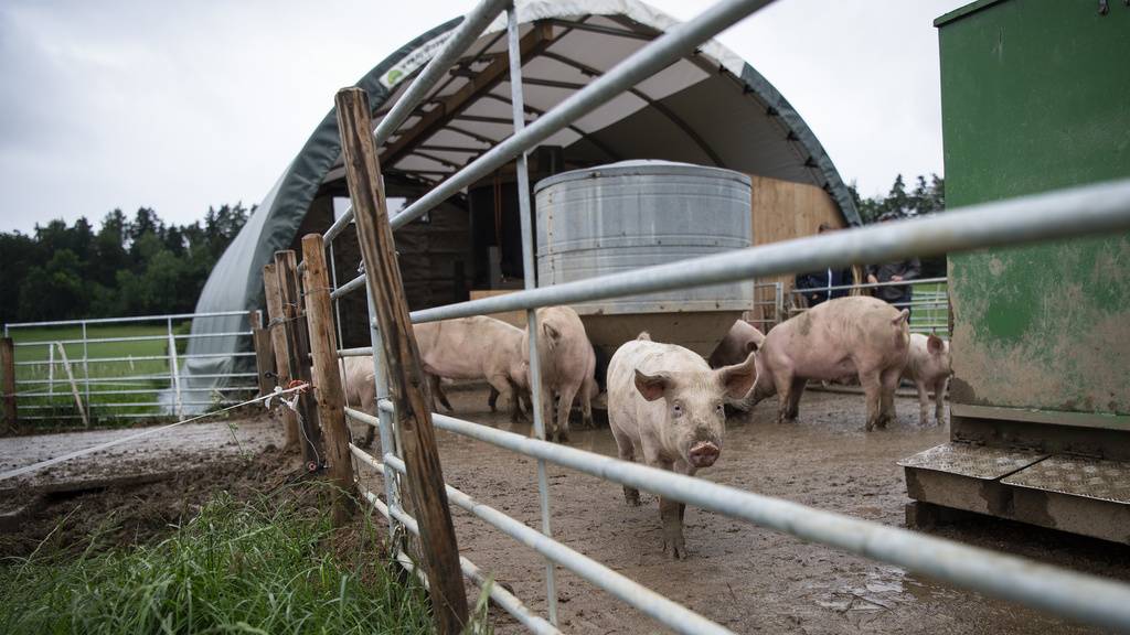 Schutz-Zelt für Schweine Thurgau