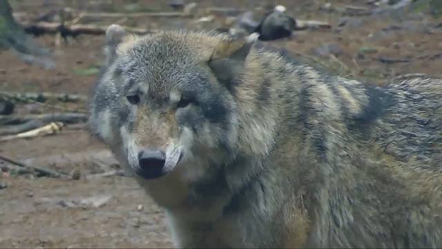 SVPler Knutti möchte Wolf ausrotten