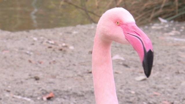 Glückliche Flamingos