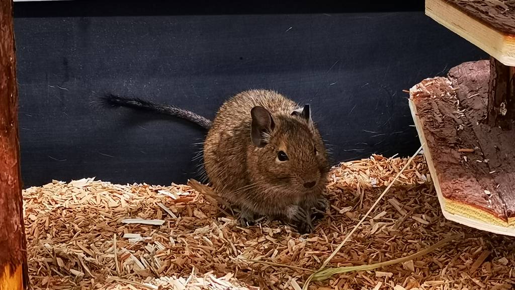 Degu