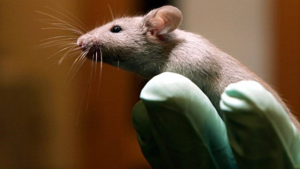 Erstarren oder flüchten? Forscher haben bei Mäusen den Hirnschalter gefunden, der zwischen diesen beiden Furchtreaktionen umschaltet. (Symbolbild)