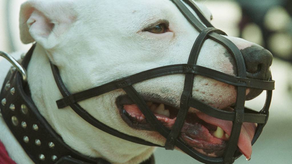 Das Bundesgericht hat den Halter einer Argentinischen Dogge vom Besuch eine Hundekurses befreit. (Symbolbild)